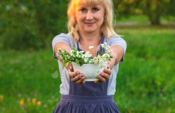 A woman in the garden collects medicinal herbs for tinctures and alternative medicine
