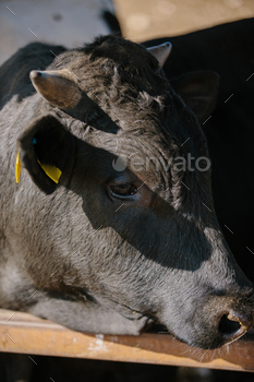 Close-up of a young bull with a yellow ear tag.