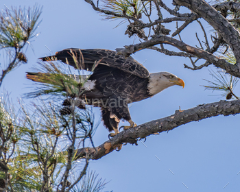 Eagle perching on a tree branch.
