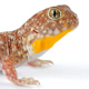 African Barking Geckos Calling - AudioJungle Item for Sale