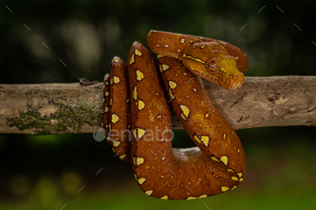 Green Tree Python (Morelia viridis) in its vibrant red phase perched on a branch