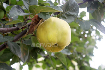Ripe Quinces on the Tree