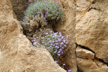 purple flower emerging from the rock