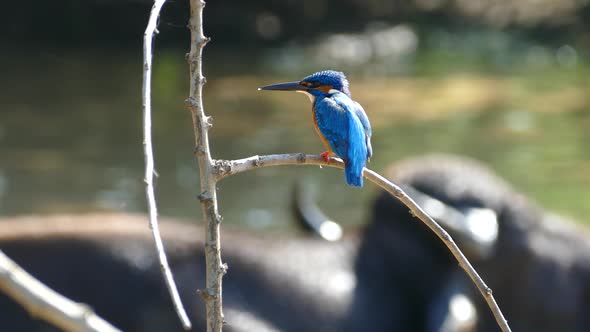 Kingfisher with a water buffalo in the background 