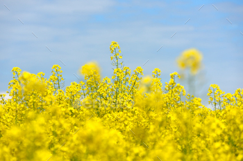 Yellow summer field