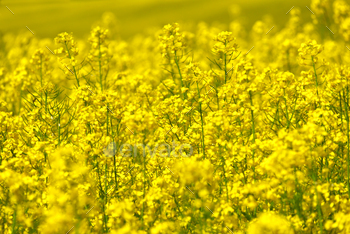 Yellow flowers of rape