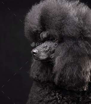 Beautiful standard black poodle