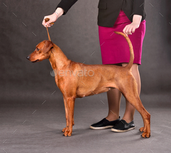 Handler with dog