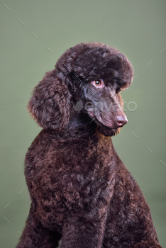 Puppy of chocolate standard poodle