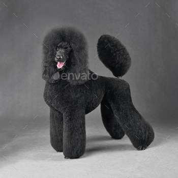 Beautiful black standard poodle