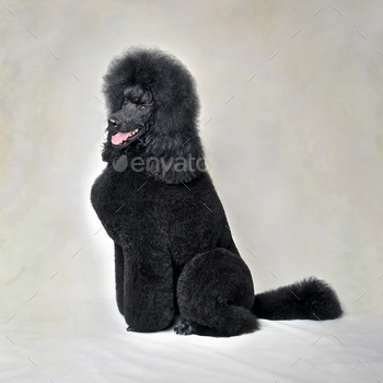Sitting black standard poodle