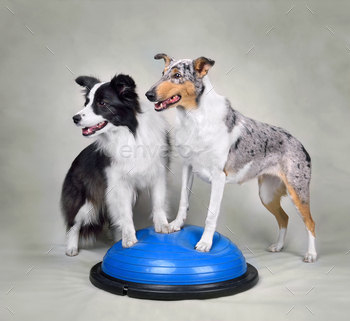 Collie dogs on dog fitness trainig