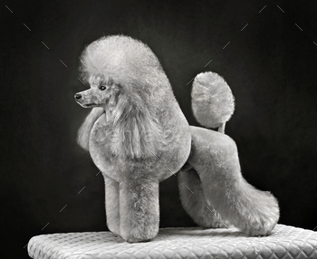 Chic gray toy poodle