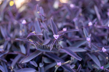 Setcreasea purple heart. Beautiful purple vegetation background.
