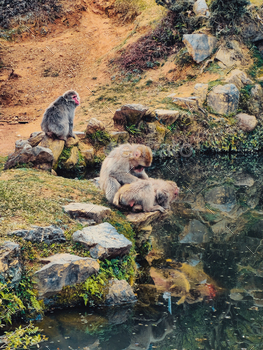 A Group Of Monkeys Anaware Of Tourists