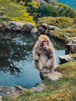 Japanese Monkey Eating in The Nature