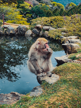 National Japanese Park With a Monkey