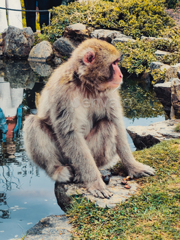 Japanese Monkey Over The Lake Water