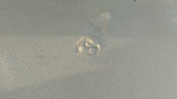 Crab covering itself in the sand at the beach just before a wave comes at Mullaloo beach, Western Au