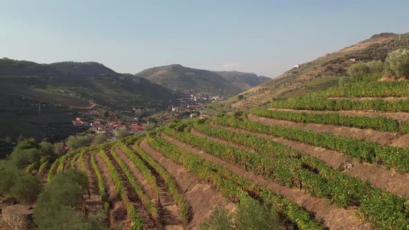 Famous Douro Vineyards