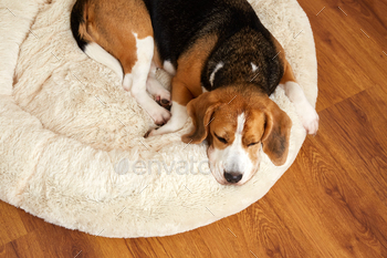 Beagle dog sleeps on a soft pillow, a dog bed.
