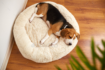 The beagle dog sleeps on a soft plush dog bed.