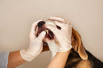 A veterinarian checks the teeth of a beagle dog, plaque or tartar in a dog.