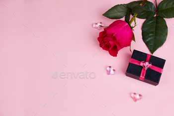 A pink rose and a gift on a pink isolated background.
