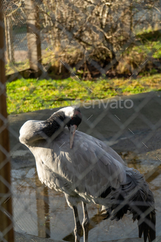 Gray crane perches next to a chain-link fence