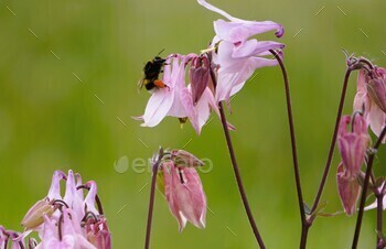 Bug sitting on purple and white flowers