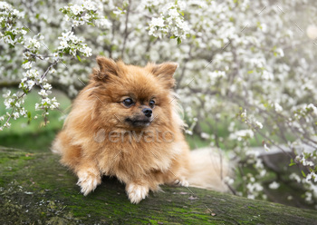 pomeranian in nature