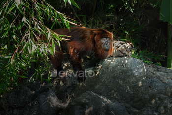 Brown Howler Monkey (Alouatta guariba)