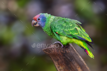 Red-tailed Amazon parrot (Amazona brasiliensis)