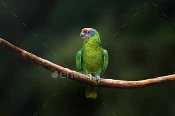 Red-tailed Amazon parrot (Amazona brasiliensis)