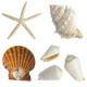 Sea Shells Collection - GraphicRiver Item for Sale