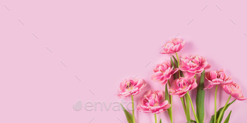 Pink tulips on pastel pink background