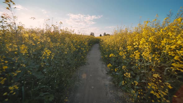 A Path in a Field of Rapeseed on a Spring Day