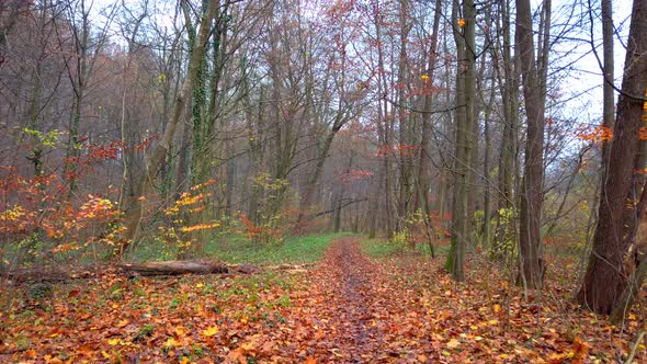 Path in the autumn forest.