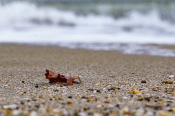 an image of a leaf on the sand near the ocean