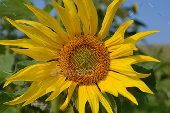 Sunflower, detail