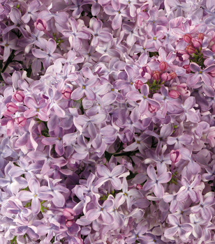 Small pink flowers