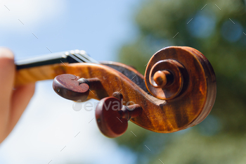 closeup of violin conch outdoors