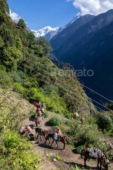 Donkey carrying load in the himalayas.