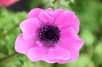 anemone in pink