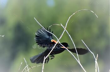 an image of a black bird in the air on a branch
