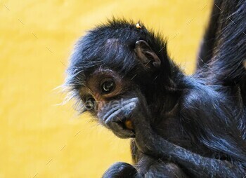 a monkey looking at its fingers with an expression on it