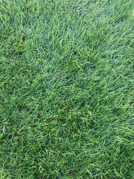 Vertical Close-Up of Soccer Field Turf