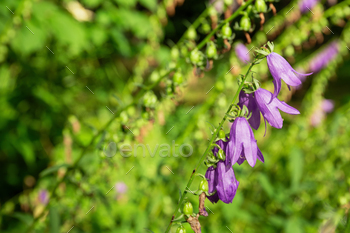 Purple bellflower in nature or garden