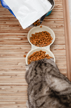 Pet owner feeds cat dry cat food