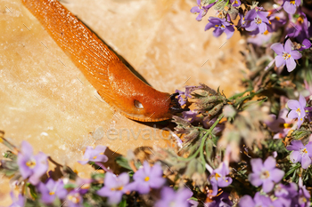 Orange Slug Among Purple Wildflowers